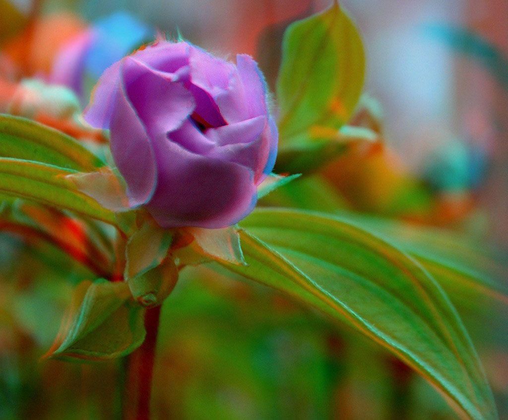 3D图片合集：娇滴滴的紫色妖姬第2张图片 -万维家电网
