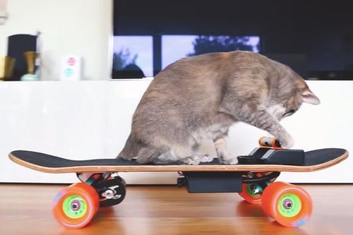 猫星人也有专用电动滑板？竟然还能边吃边玩