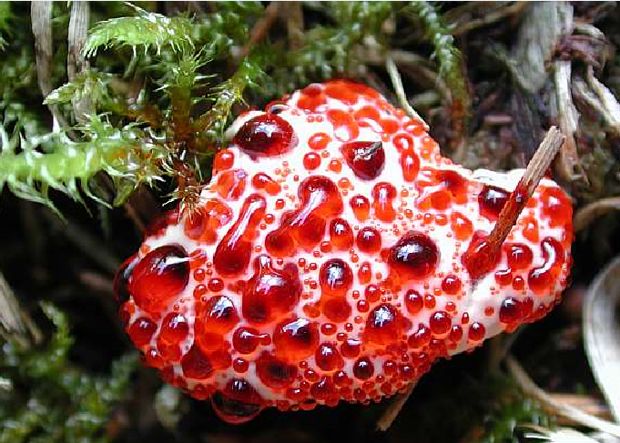 草莓菇有毒吗图片图片